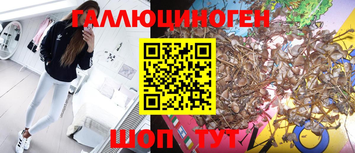 Псилоцибиновые грибы Cubensis Кызыл